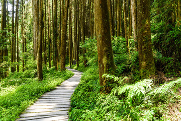 Het bosstenen pad loopt door het bos in Zhushan Nantou, Taiwan.