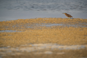 Striated Heron in its habitat at Busaiteen coast of Bahrain
