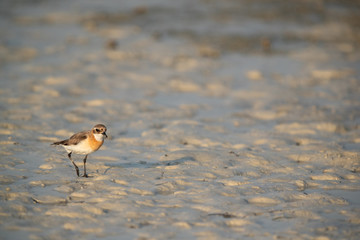 Greater sand plover in breeding plumage at Busaiteen coast of Bahrain