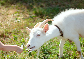 goat on the meadow. a white goat is hand-fed. country life