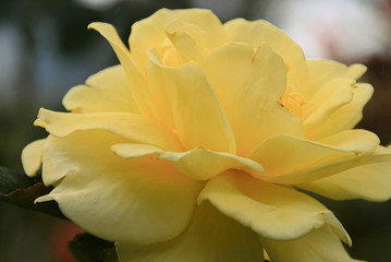Yellow Rose
