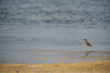 Striated Heron in its habitat at Busaiteen coast of Bahrain