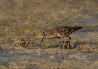 Curlew Sandpiper in breeding plumage at Busaiteen coast of Bahrain