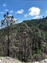 mountain landscape with trees in india 🇮🇳