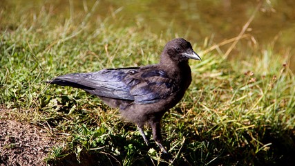 Photogenic Mountain Corvidae in Colorado