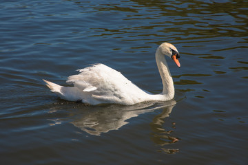 Mute Swan on the River Ant, The Broads, Norfolk, UK