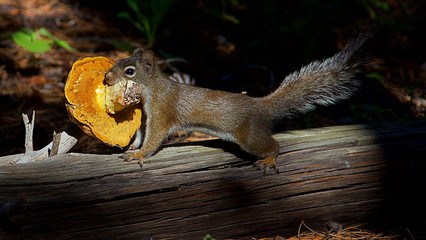 Squirrel with Wild Mushroom in the forest