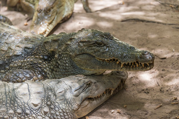 Cocodrilos tomando el Sol en Gambia