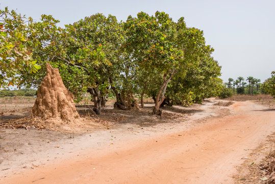 Termitero y pista de tierra en Makasutu, Gambia