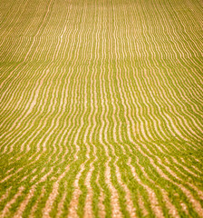 very early spring wheat crop with deep perspective of drilled rows
