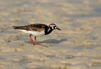 Ruddy Turnstone at Busaiteen coast, Bahrain