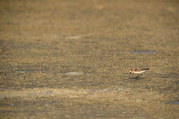 Greater sand plover in its habitat at Busaiteen coast of Bahrain