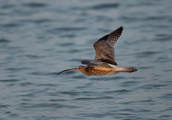 Eurasian curlew flying at Busiateen coast, Bahrain