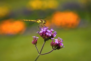 The common darter, a dragonfly, sitting on purple flower growing in a garden. Blurry green, orange and yellow background.