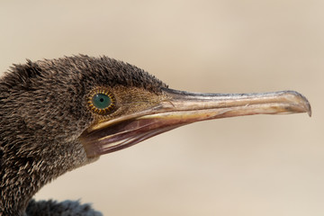 Closeup of emerald eye of Socotra cormorant, Busaiteen coast, Bahrain