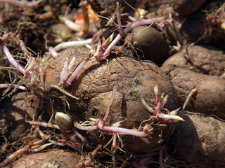 Old potatoes 2