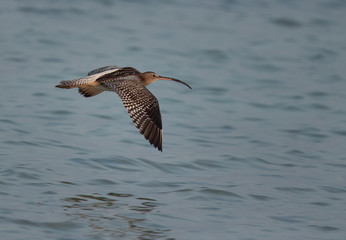 Eurasian curlew in flight at Busiateen coast, Bahrain