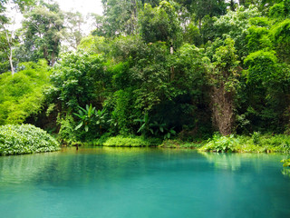 the natural green of the trees and green water of lake in the forest