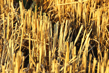 a close view of the harvested wheat field