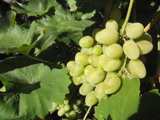 a bunch of white grapes