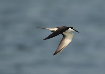 Terns are seabirds in the family Sternidae