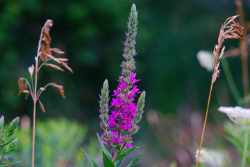 Beautiful garden of flowers and bushes