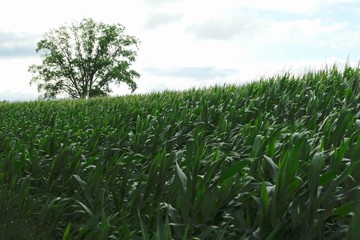 トウモロコシ畑
