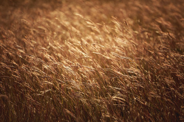 tall yellow grass at sunset - Powered by Adobe