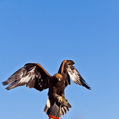 mongolian golden eagle under sunshine