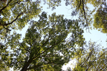 bottom view of ash trees showing crown shyness in clear sky