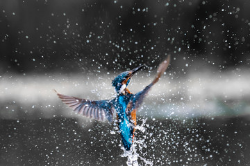 Kingfisher (Alcedo atthis) in flight