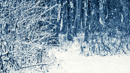 Naklejka na ściany i meble In the winter forest is snowing, winter landscape