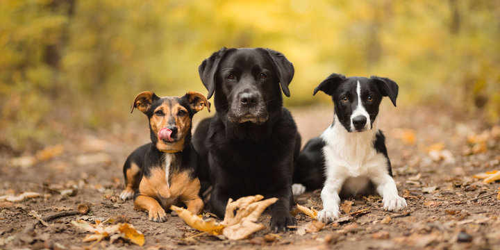 three dogs a mixed breed dachshund type and a black labrador retriever and a border collie puppy lying down on a path in a forest in autumn