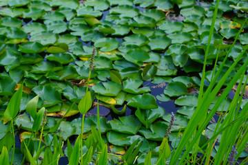 Lotus leaves in a puddle