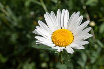 Obraz premium close up of a daisy flower