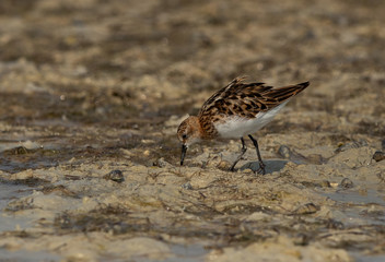 Little Stint feeding druing low tide at Busaiteen coast, Bahrain