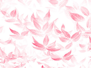 Beautiful abstract color gray and pink flowers on white background, white flower frame and pink leaves texture, pink background