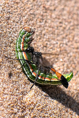 The sand Wasp is an insect that burrows in the sand. The wasp drags the captured caterpillar prey into the burrow.