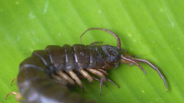 centipede beat and eat the rival on green banana leaf background, predatory animal