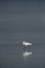 Western reef egret white morphed at Busaiteen coast, Bahrain
