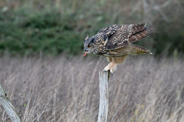 Eurasian Eagle Owl (Bubo bubo) sitting on a perch