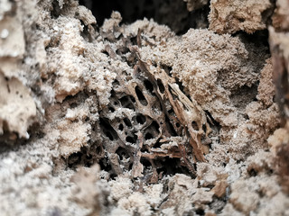 Termitenbau in altem Holz