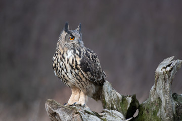 Eurasian Eagle Owl (Bubo bubo) sitting on a perch