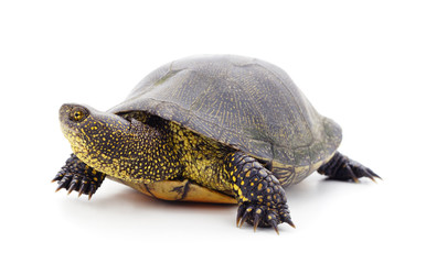 One beautiful turtle.