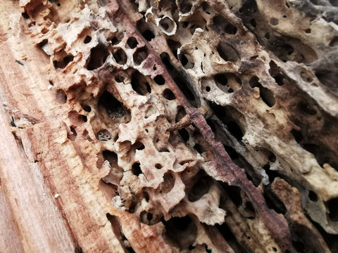 Von Ameisen zerfressenes Totholz in kaputtem Baum