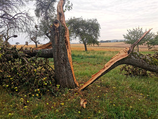Ein nach Astbruch gespaltener Apfelbaum