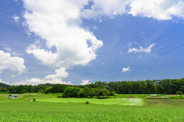 Fototapeta na wymiar 富士見町の牧草とレタス畑