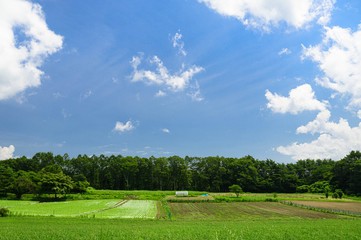 富士見町の牧草とレタス畑