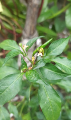 green chili and flower on a tree
