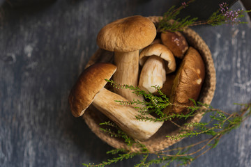 Raw harvest wild porcini mushrooms in rustic basket with forest green plants. Organic fresh boletus background on a wooden chair. Selective focus with beautiful natural light, copy space, top view.